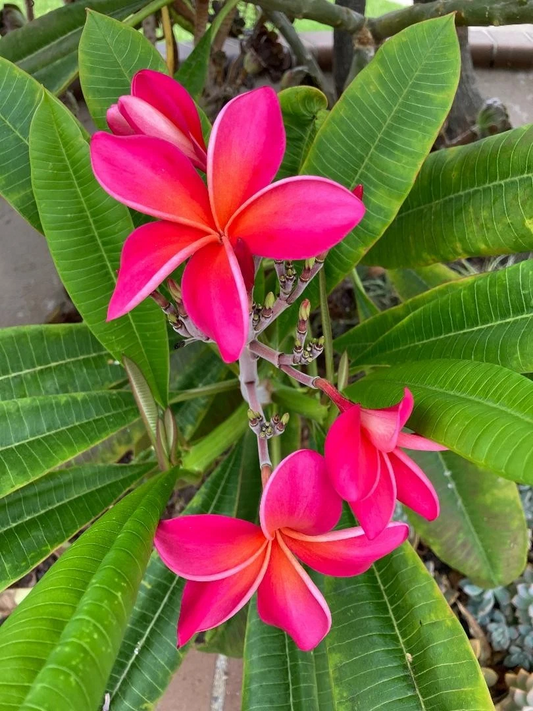 Kaneohe Sunburst Plumeria Cutting – 8–11 Inch Fresh Starter Stem for Rooting – Tropical Fragrant Flowering Plant