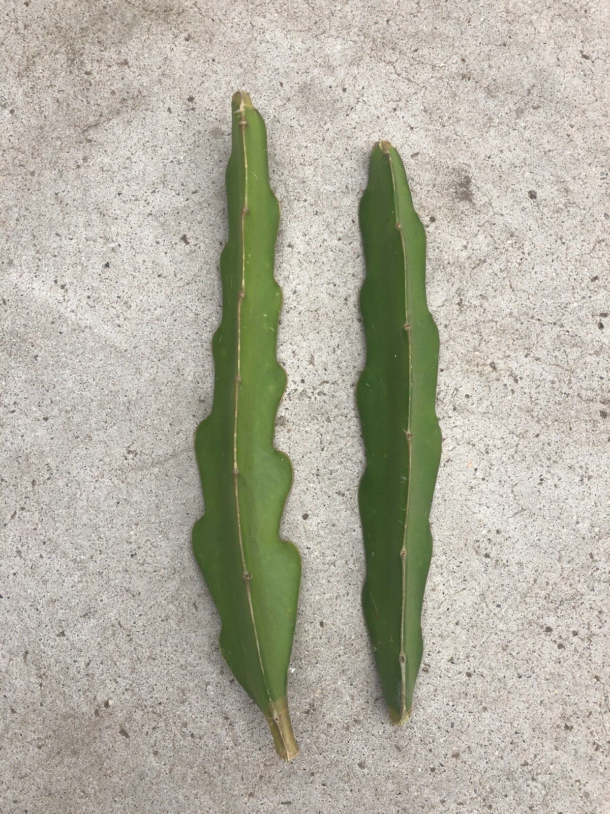 Pink Dragon Fruit Cuttings – 2 Fresh 8-Inch Hylocereus Cactus Stems for Planting, Unrooted Fruiting Plant Cuttings