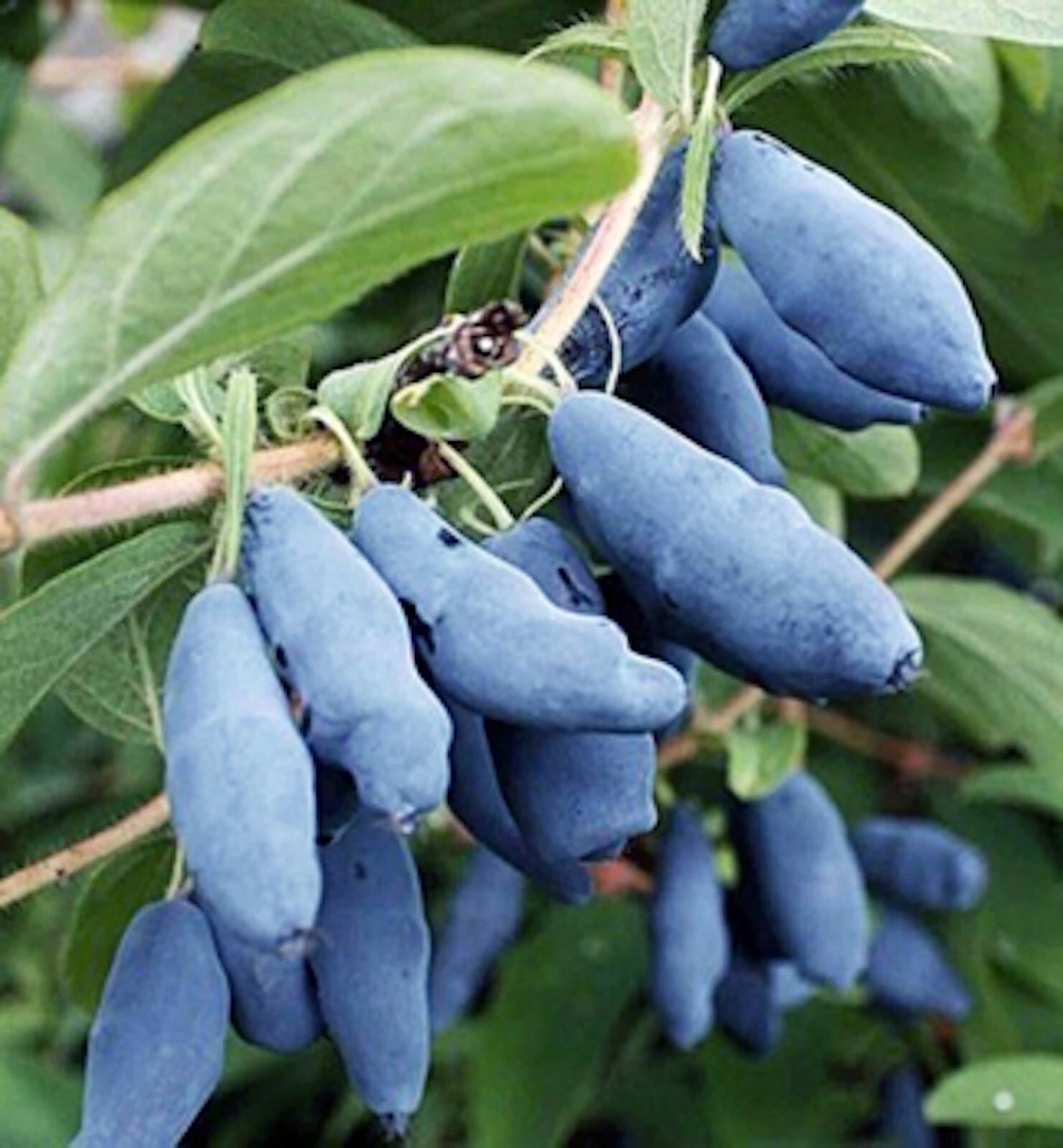 Blue Honeysuckle Honeyberry Cuttings Set of 5 | Lonicera Kamtschatica Unrooted Shrubs for Garden Planting