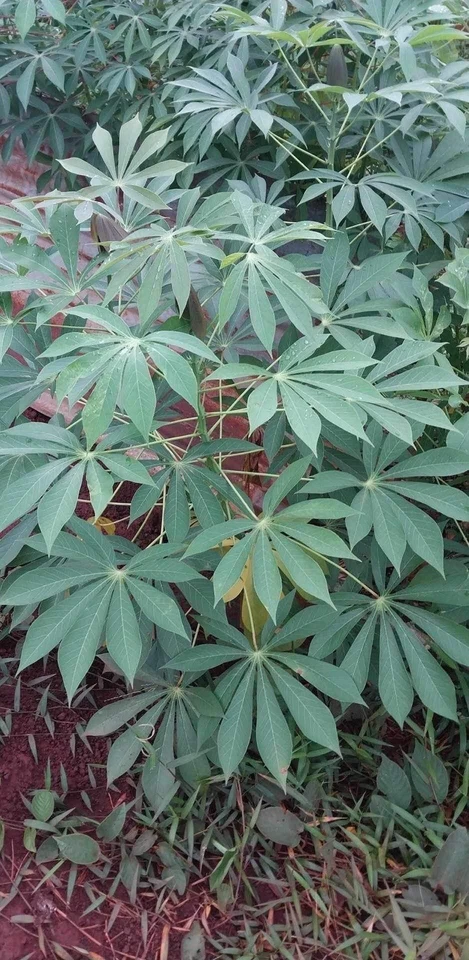 Organic Sweet Red Cassava Cuttings – 5 Manihot esculenta Yuca Stems, Live Ready-to-Plant Garden Starter