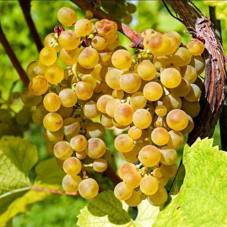 Traminette Grape Plant Live Cutting – 10–16 Inches Vitis Hybrid for Vineyard, Garden, Trellis, Home Growing
