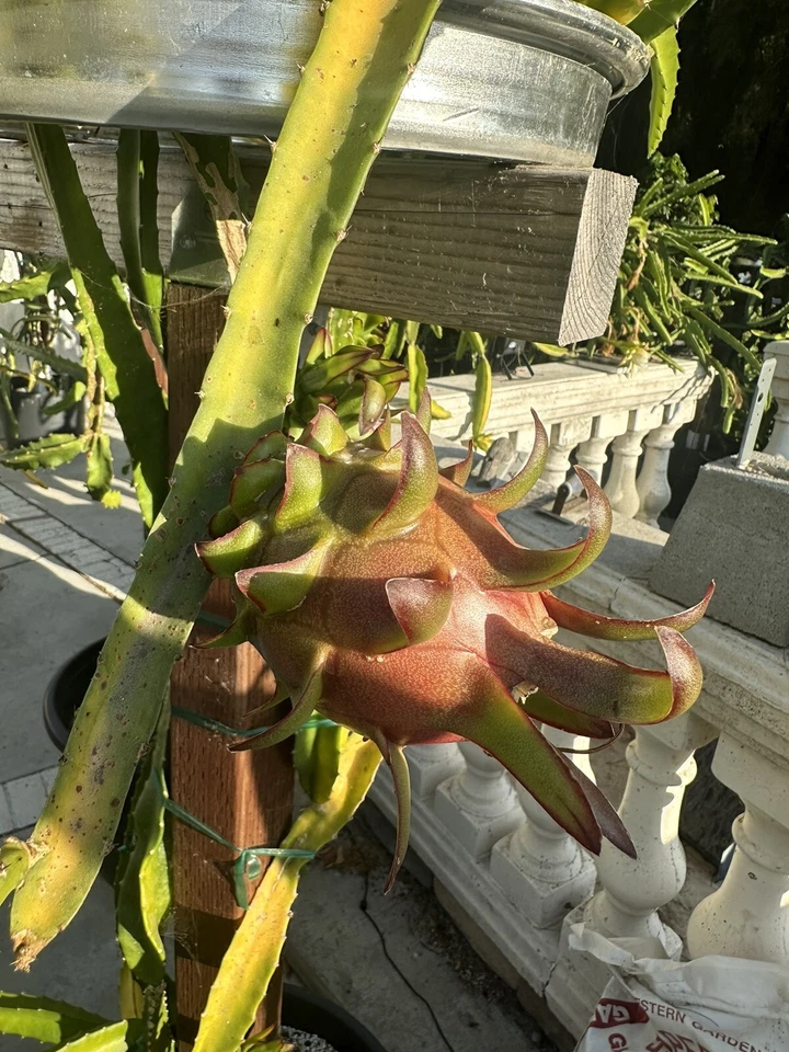 Coco Iris Dragon Fruit Cutting – 10–15 Inch Live Hylocereus Cactus Stem for Exotic Fruit Plant Growing