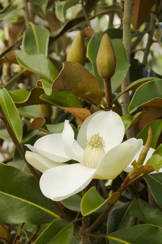 Magnolia grandiflora Bracken’s Brown Beauty Cuttings – 3 Unrooted Evergreen Garden Plants for Rooting or Grafting