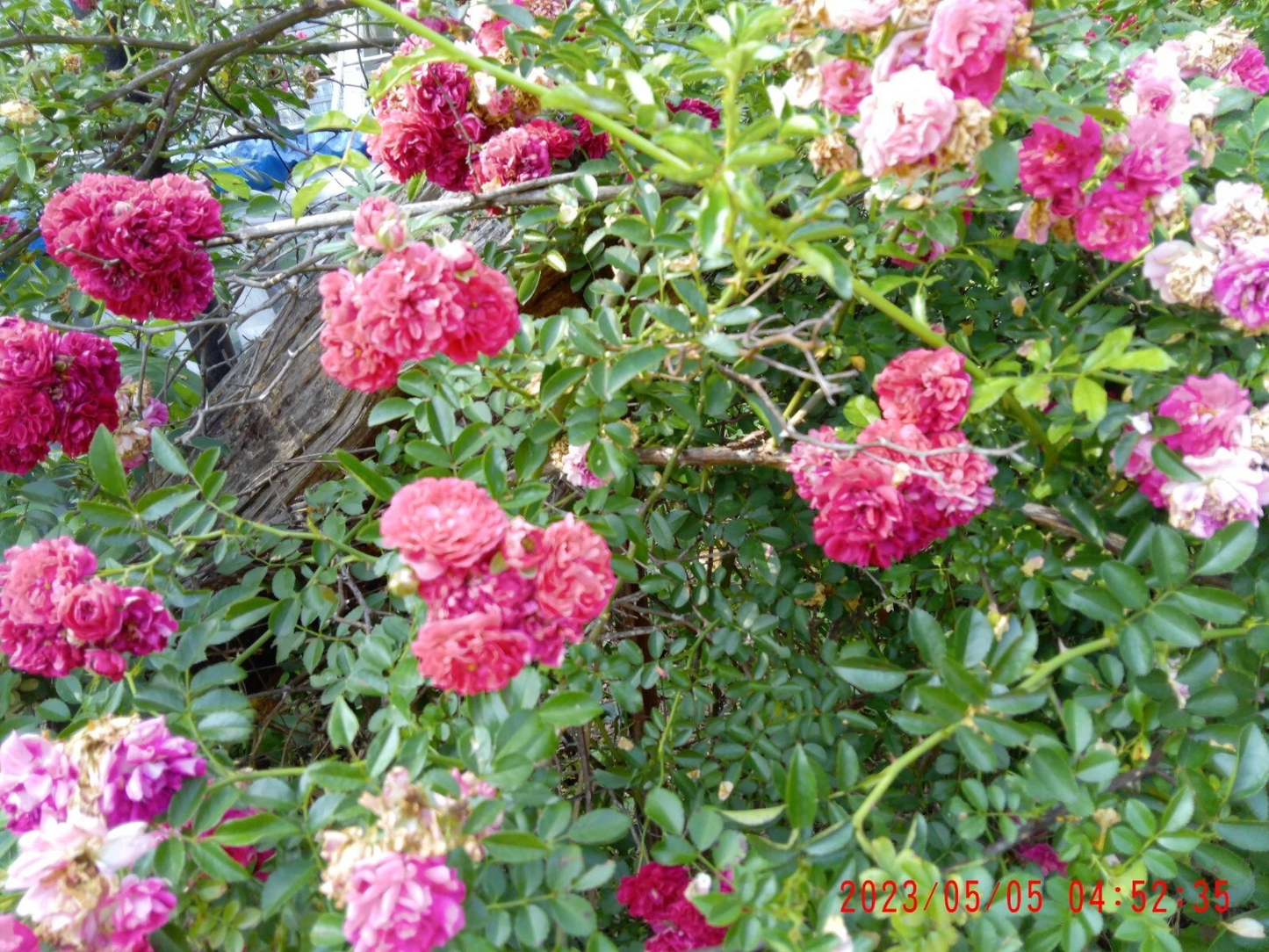Seven Sisters Climbing Rose Fresh Cuttings Set of 12 Live Plant Stems for Garden Planting, Rosa Seven Sisters