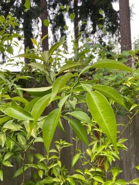 Yuzu Citrus Tree Cuttings Live, 4 Fresh Unrooted Propagation Plant, Japanese Citrus, Citrus sinensis