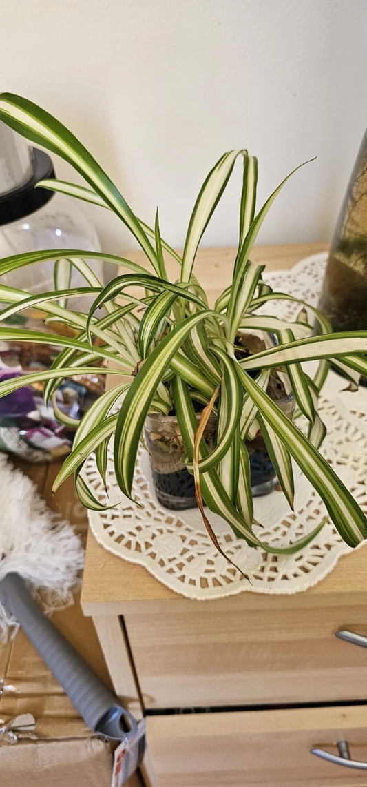 Live Spider Plant Starter Plants, Chlorophytum Comosum, Indoor Houseplant, Air-Purifying, Rooted, Easy Care, Greenery for Home or Office