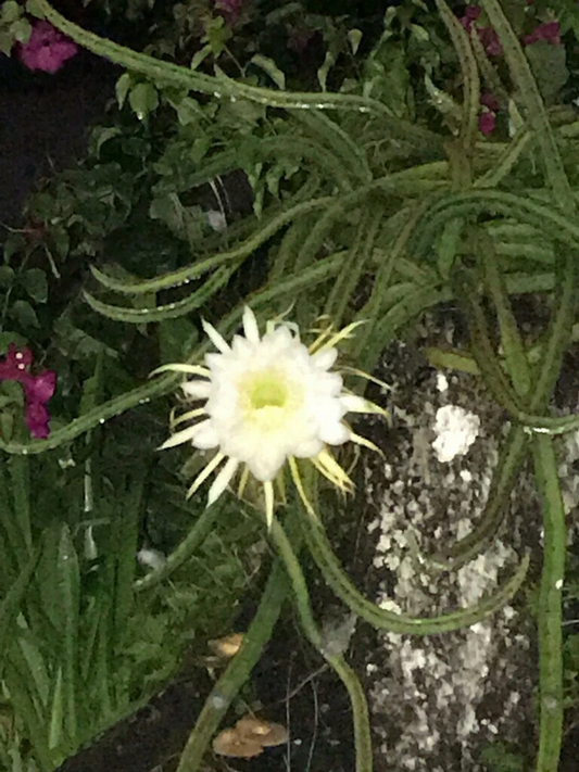 Night Blooming Cereus Rooted Cuttings Set of 4 | Epiphyllum oxypetalum Cactus with Large White Night Flowers