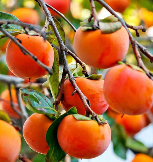 Japanese Fuyu Persimmon Scion Cuttings – 6-8 Inch Fruit Tree Grafting Propagation Diospyros kaki