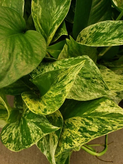 Marble Queen Pothos Vine – Variegated Devil’s Ivy Indoor Plant for Low Light, Hanging Pots, Easy-Care Houseplant, Epipremnum aureum