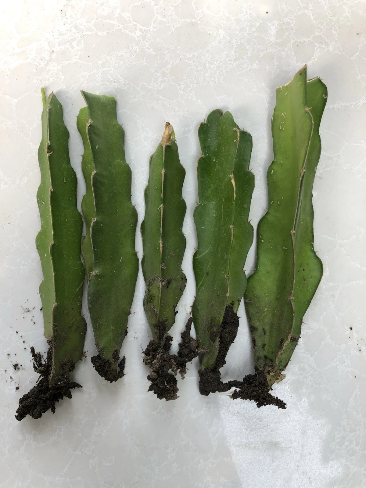 Rooted Dragon Fruit Cuttings – 5 Live Hylocereus Plants Tropical Cactus Vines for Garden or Patio