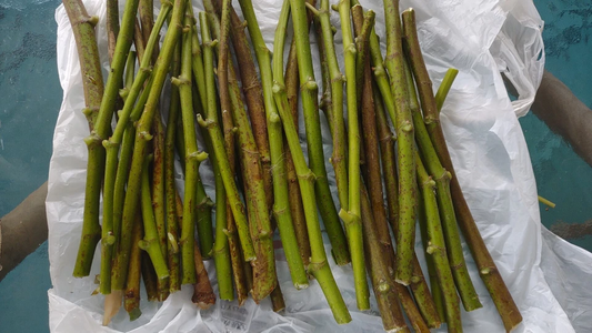 Hardy Chicago Fig Cuttings 12-Pack Unrooted Ficus Carica Fruit Tree Propagation Branches
