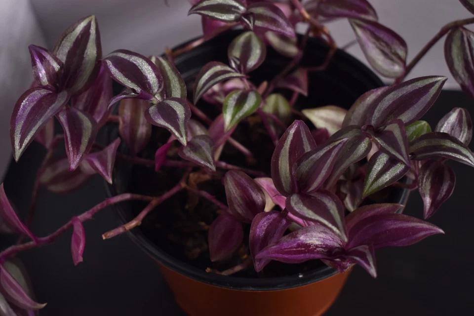 Tradescantia Wandering Jew – 12 Fully Rooted Cuttings – Trailing Houseplant for Pots & Hanging Baskets – Easy Care Indoor Plant