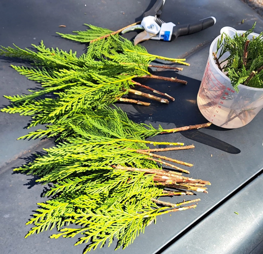 Leyland Cypress Tree Cuttings – 20 Fresh Unrooted Propagation Cuttings for Evergreen Privacy Hedges