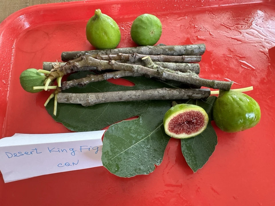 Fig Tree Cuttings Set – 6 Ficus carica Alma & Desert King Varieties for Rooting and Propagation