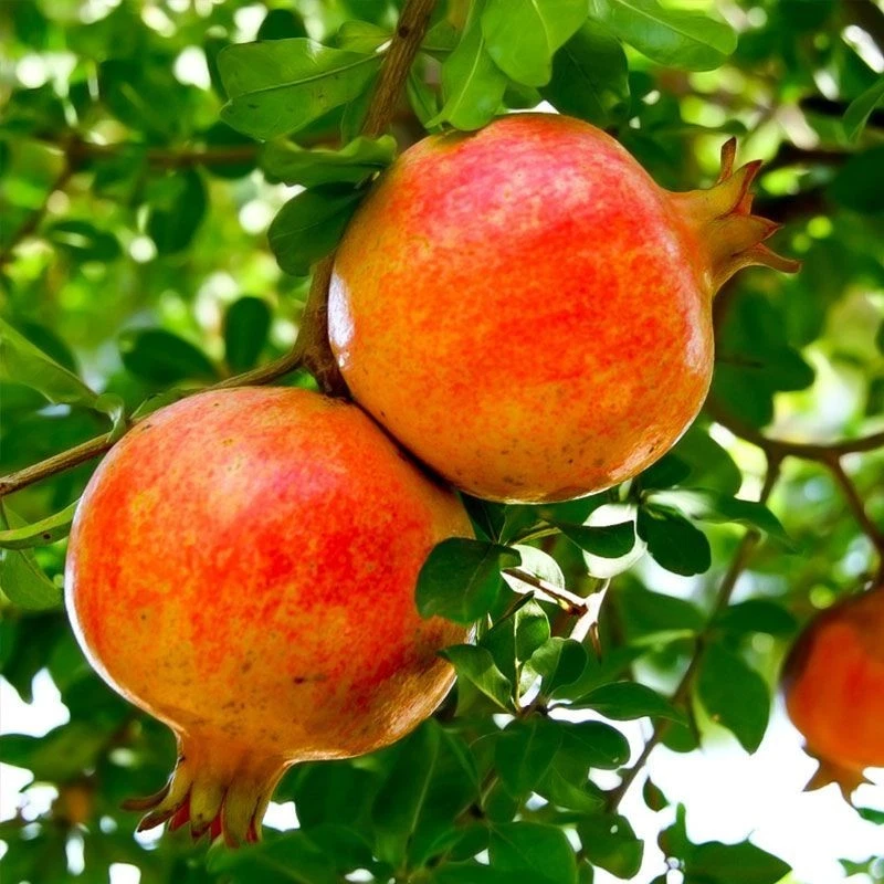 Sirenevyi Pomegranate Live Plant Cuttings – 3 Fresh Rooting or Grafting Propagules, Punica granatum
