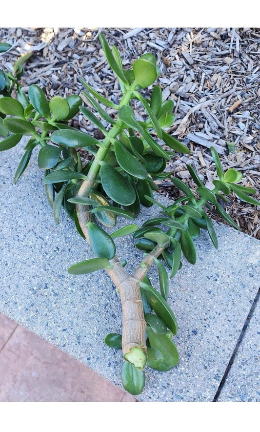 Jade Plant Cuttings – 2 Thick Unrooted Crassula Ovata Succulent Propagation Cuttings, 0.75–1 Inch Diameter
