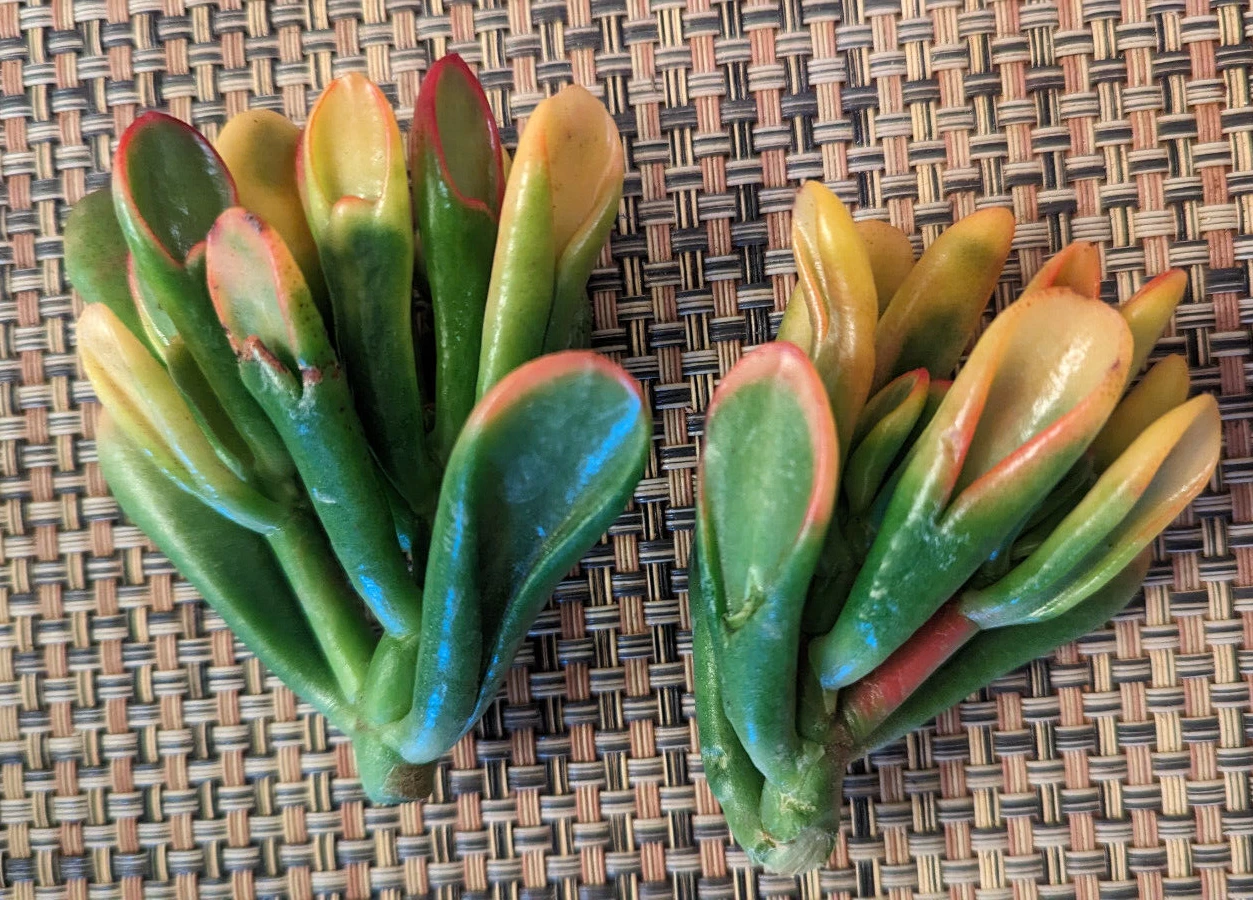 Variegated Gollum Jade Cutting – Crassula ovata ‘Gollum’ 2 Inch Unrooted Succulent for Propagation