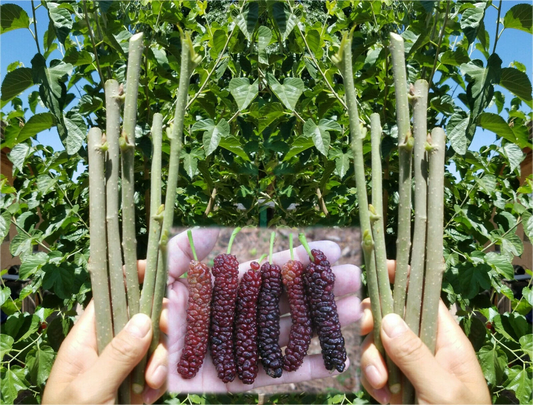 Pakistan Mulberry Live Cuttings – 10 Organic Morus Rooting Grafting Sticks for Fruit Tree Propagation