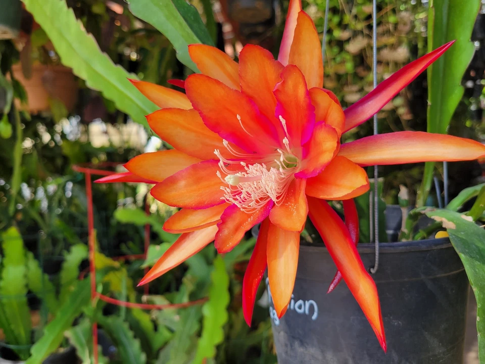 Epiphyllum Flaming Passion Cutting – 8-10 Inch Unrooted Orchid Cactus Hybrid for Indoor & Hanging Baskets
