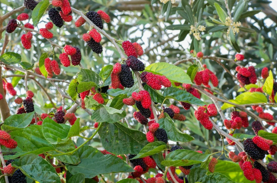 Red Mulberry Tree Cuttings – 12 Unrooted Stems Morus rubra Fruit Tree Propagation for Home Garden