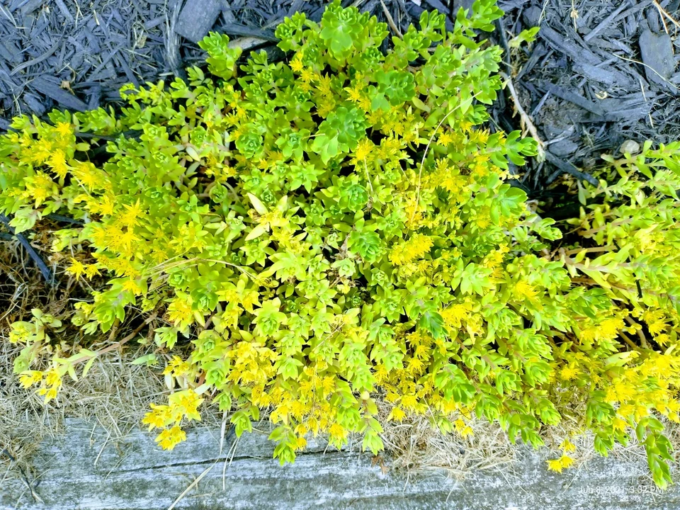 Creeping Sedum Cuttings – 49 Groundcover Perennial Starts, Mixed Sizes 1–5 Inches, Easy Rooting Succulent, Carpet Plant, Sedum spp.