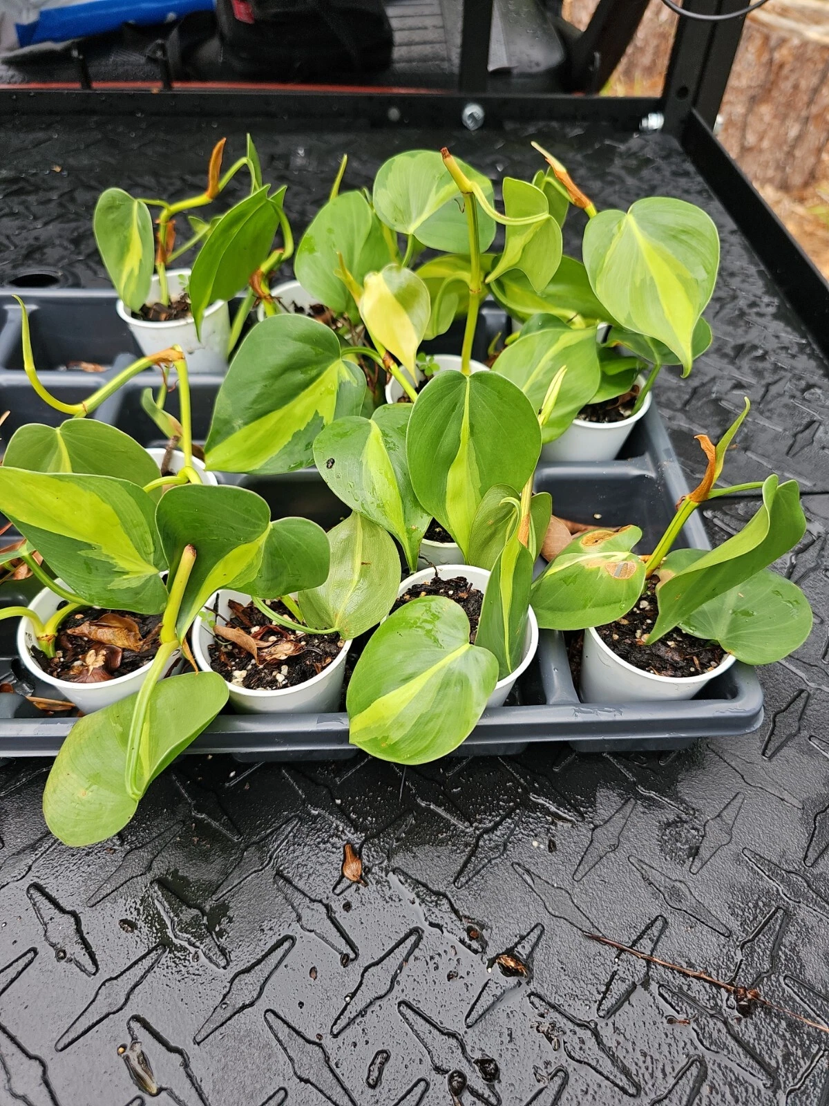 Philodendron Brasil – Variegated Indoor Plant with Lime and Dark Green Leaves, Rooted Live Vine, Easy Care Tropical Houseplant