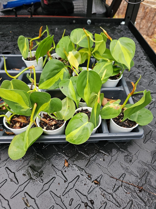 Philodendron Brasil – Variegated Indoor Plant with Lime and Dark Green Leaves, Rooted Live Vine, Easy Care Tropical Houseplant