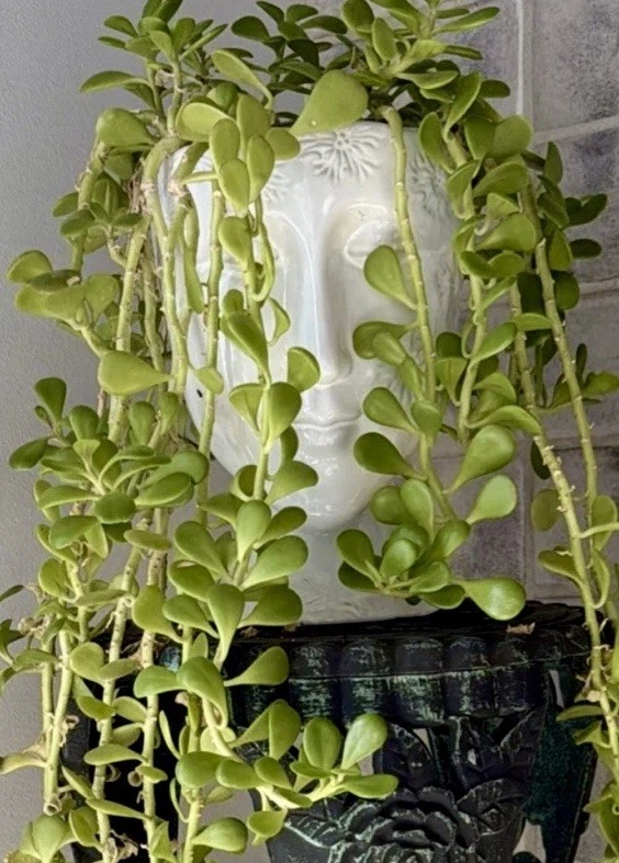 Trailing Senecio jacobsenii Cutting – Unrooted Succulent for Propagation, Green Cascading Plant, 3 Inch