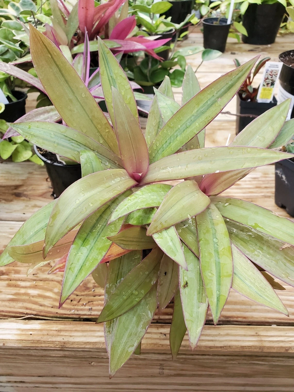 Tradescantia Spathacea Sitara’s Gold Cuttings - Live Wandering Jew Houseplant with Green and Gold Foliage