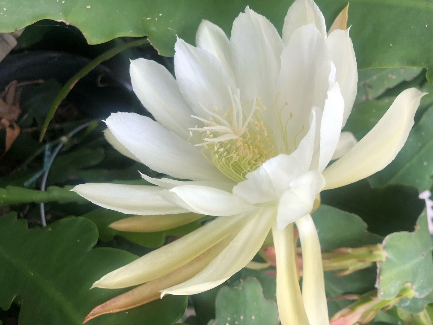 Epiphyllum Orchid Cactus White Shining Cuttings – 2 Live Unrooted Propagation Plant for Garden or Indoor Decor
