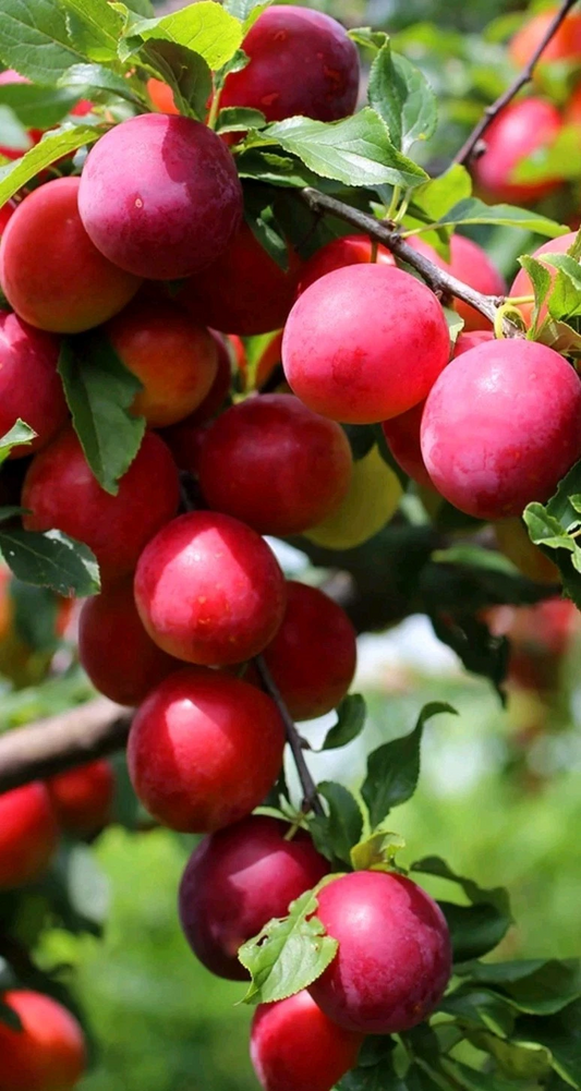Japanese Red Plum Cutting – 6 to 8 Inch Unrooted Prunus salicina for Planting, Rooting, Grafting
