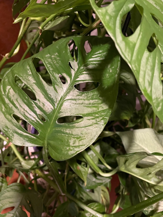 Monstera Adansonii Aurea Cuttings – 2 Pieces, Unrooted Live Tropical Houseplant, Golden Variegation, Propagation Plant