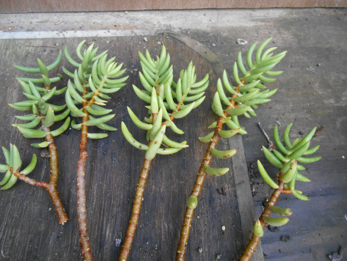 Crassula Tetragona Mini Pine Tree Succulent Cuttings – 5 Live Stems for Potting, Rock Gardens & Indoor Displays