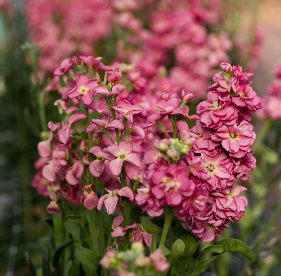 Stock Antique Rose Live Plug Plant – 3–6 Inch Pink Matthiola incana Ornamental Flowering Plant