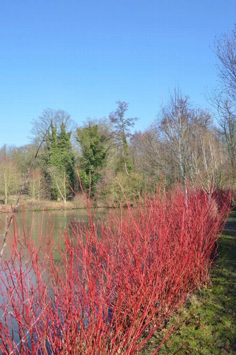 Red Twig Dogwood Cuttings – 50 Unrooted Cornus amomum 10 Inch Propagation Cuttings for Garden Landscaping