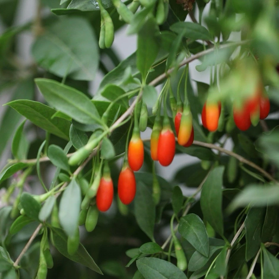 Goji Berry Plant in Pot – Live Lycium Barbarum Starter for Garden or Containers, Easy to Grow Fruit Shrub