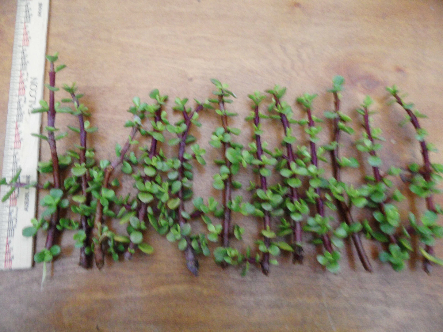 Portulacaria afra Cuttings – Lot of 12 Fresh Spekboom Succulent Stems, Red-Stem Variety, Easy Propagation, 6-Inch Plant Cuttings