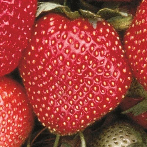 Sparkle Junebearing Strawberry Plants - Lot of 25 Bareroot Heirloom Fairfax x Aberdeen for Fresh Eating & Freezing