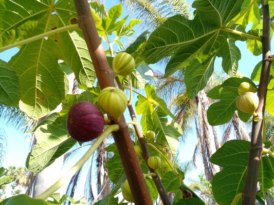 Martinenca Rimada Fig Cuttings – 2 Unrooted Ficus Carica Variegated Purple Striped Fruit Tree