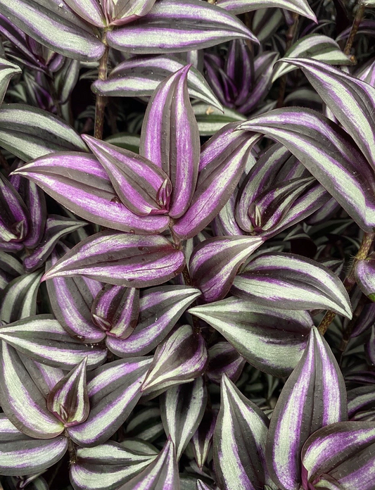 Organic Tradescantia Zebrina Cuttings – 5 Live Wandering Jew Purple Trailing Houseplant Propagation Material