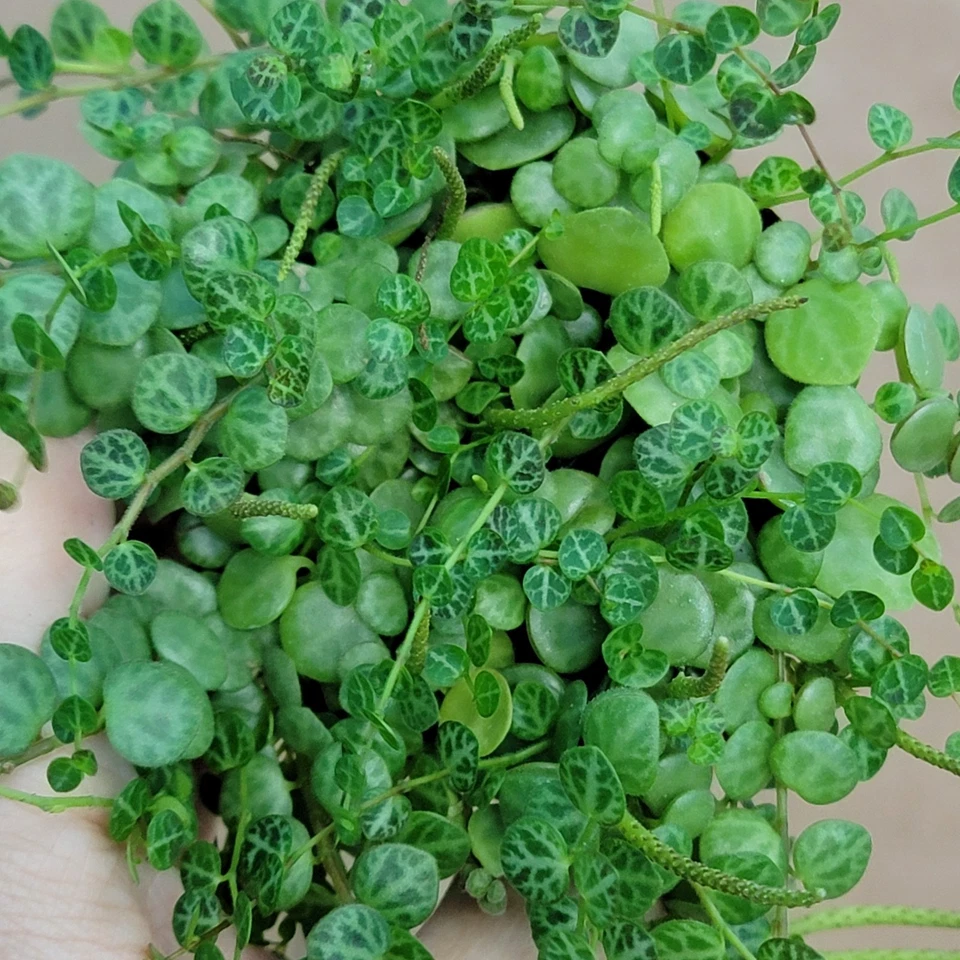 Peperomia Prostrata String of Turtles Houseplant 3 Inch Potted Trailing Indoor Plant with Turtle Pattern Leaves