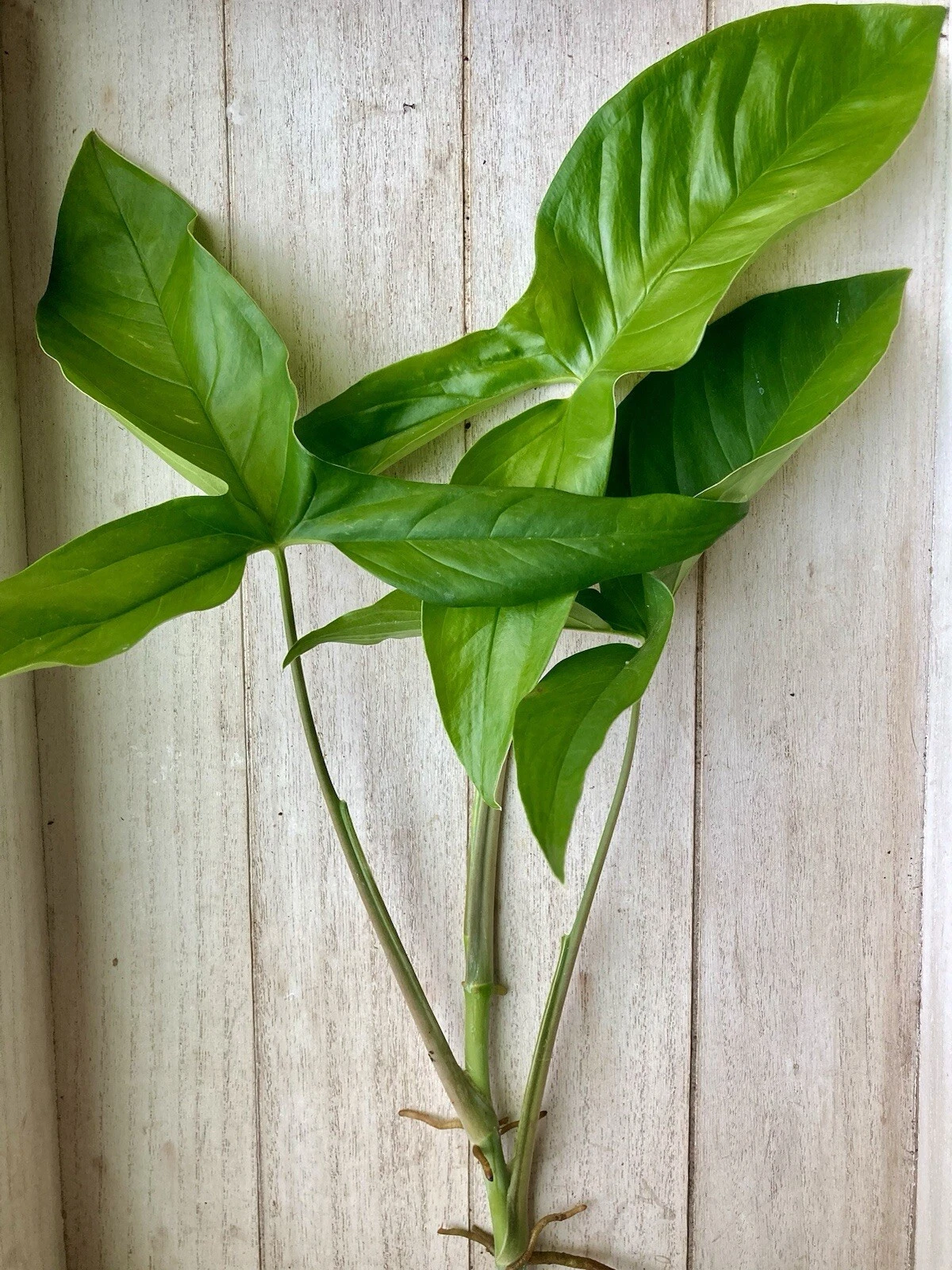 15 Rooted Arrowhead Vine Cuttings – Syngonium Podophyllum Live Houseplant Set, Indoor Plant Starter, Green Decorative Foliage