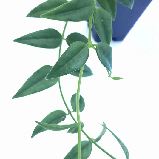 Hoya Bella Live Houseplant Cutting – Unrooted Wax Plant Stem for Propagation and Indoor Garden