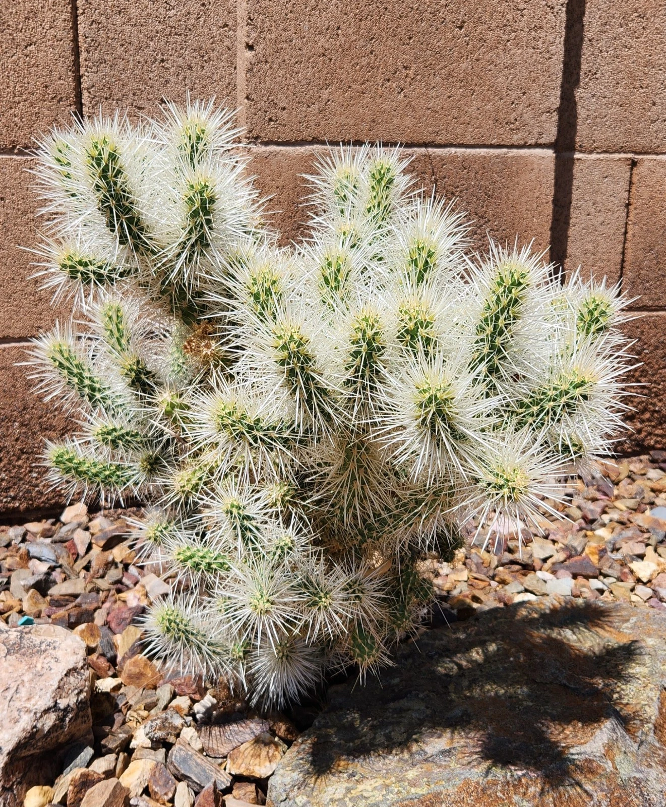 Silver Cholla Cactus Cutting Segment – Cylindropuntia Echinocarpa Live Desert Succulent for Garden and Collection
