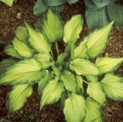 Hosta Emerald Ruff Live Plant – 2.5 Inch Potted Ornamental Perennial for Shade Gardens