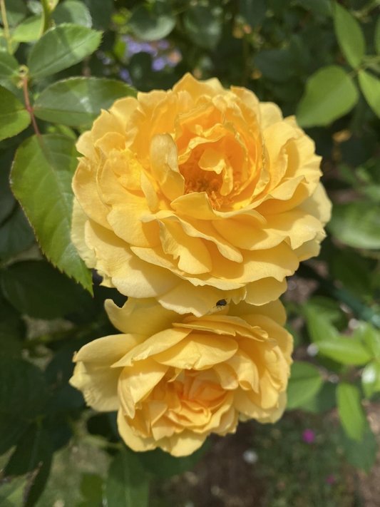 Julia Child Rose Cuttings – 3 Unrooted Floribunda Rose Stems for Propagation, Live Fresh Garden Rose Starter Wood