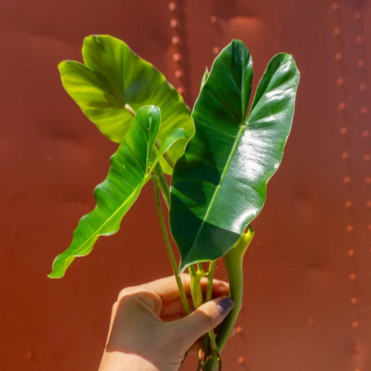 Philodendron Burle Marx Cutting – Unrooted Propagation Piece with Air Roots & Multiple Nodes, Tropical Indoor Plant