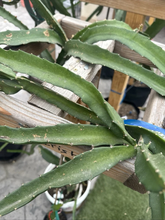 Live Dragon Fruit Cutting, Coco Irish Pitaya Cactus Propagation, 8-12 Inches, Edible Fruit, Colorful, Succulent Plant