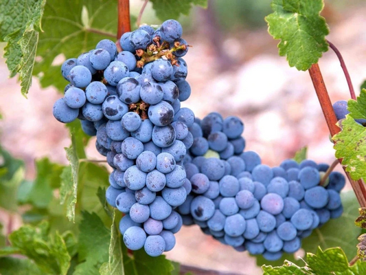 Mars Grape Vine Cuttings – 10 Fresh Green Vitis ‘Mars’ Propagation Cuttings for Vineyard Growth