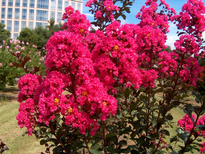 7 Dark Pink Crepe Myrtle Cuttings – Lagerstroemia indica 6" Live Unrooted Stems for Garden, Landscape & Hedges